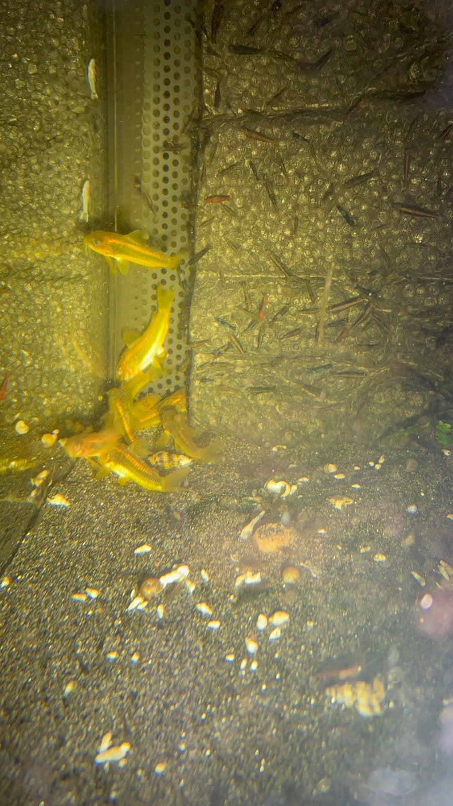 Kweekgroep 14 stuks corydoras gold laser, Dieren en Toebehoren, Vissen | Aquariumvissen, Vis