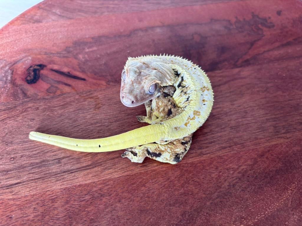 Correlophus ciliatus - Wimpergekko - Crested Gecko, Dieren en Toebehoren, Hagedis, 0 tot 2 jaar
