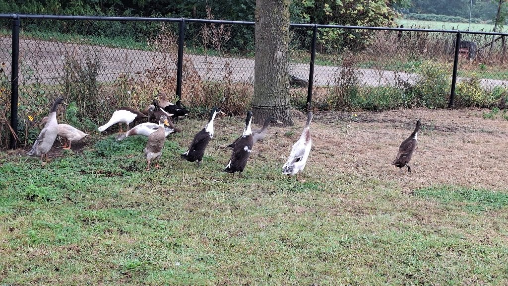 Fles of loopeenden, Dieren en Toebehoren, Pluimvee, Geslacht onbekend, Eend