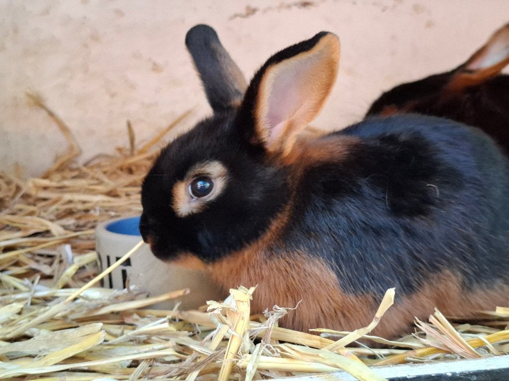 Tan konijn - klein ras, Mannelijk, Klein, 0 tot 2 jaar