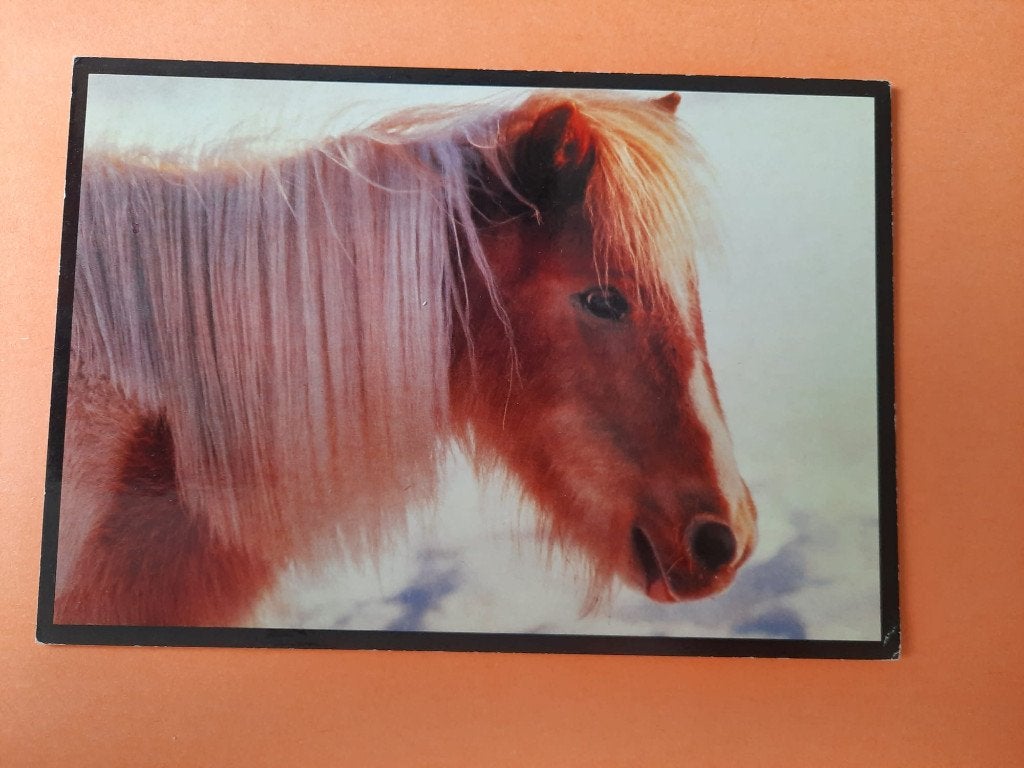 ansichtkaart paard veulen, Verzamelen, Ansichtkaarten | Dieren, Ophalen, 1980 tot heden, Ongelopen, Paard