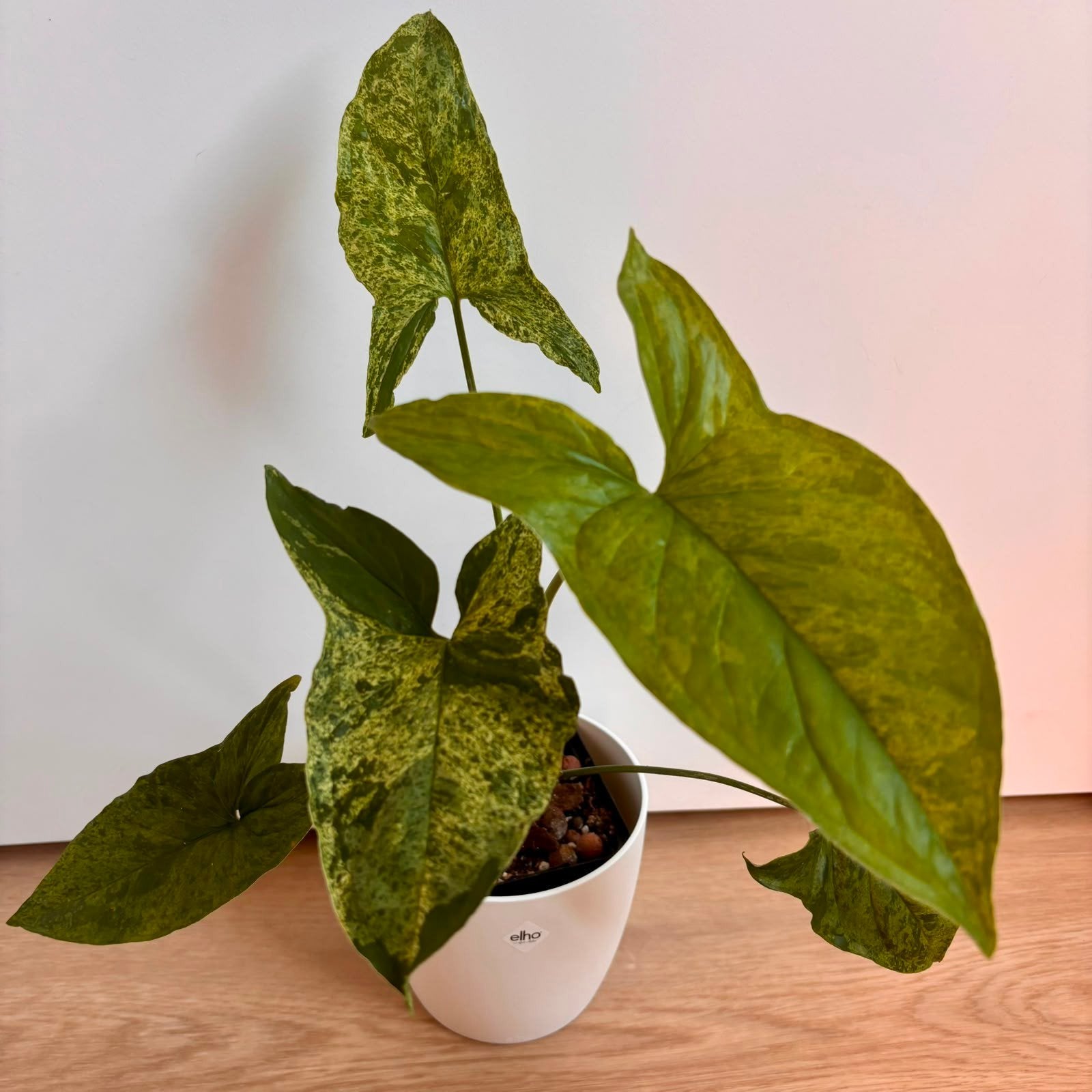 Syngonium mottled mojito, Huis en Inrichting, Kamerplanten, Ophalen, Overige soorten, Halfschaduw, Minder dan 100 cm