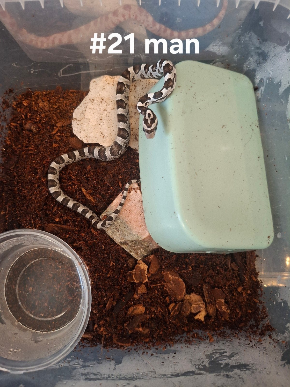 rattenslang nakweek 2026 Pantherophis guttatus Corn Snake photo 17