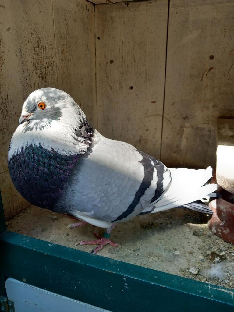 Kropper duivin, Dieren en Toebehoren, Vogels | Duiven, Vrouwelijk, Kropper