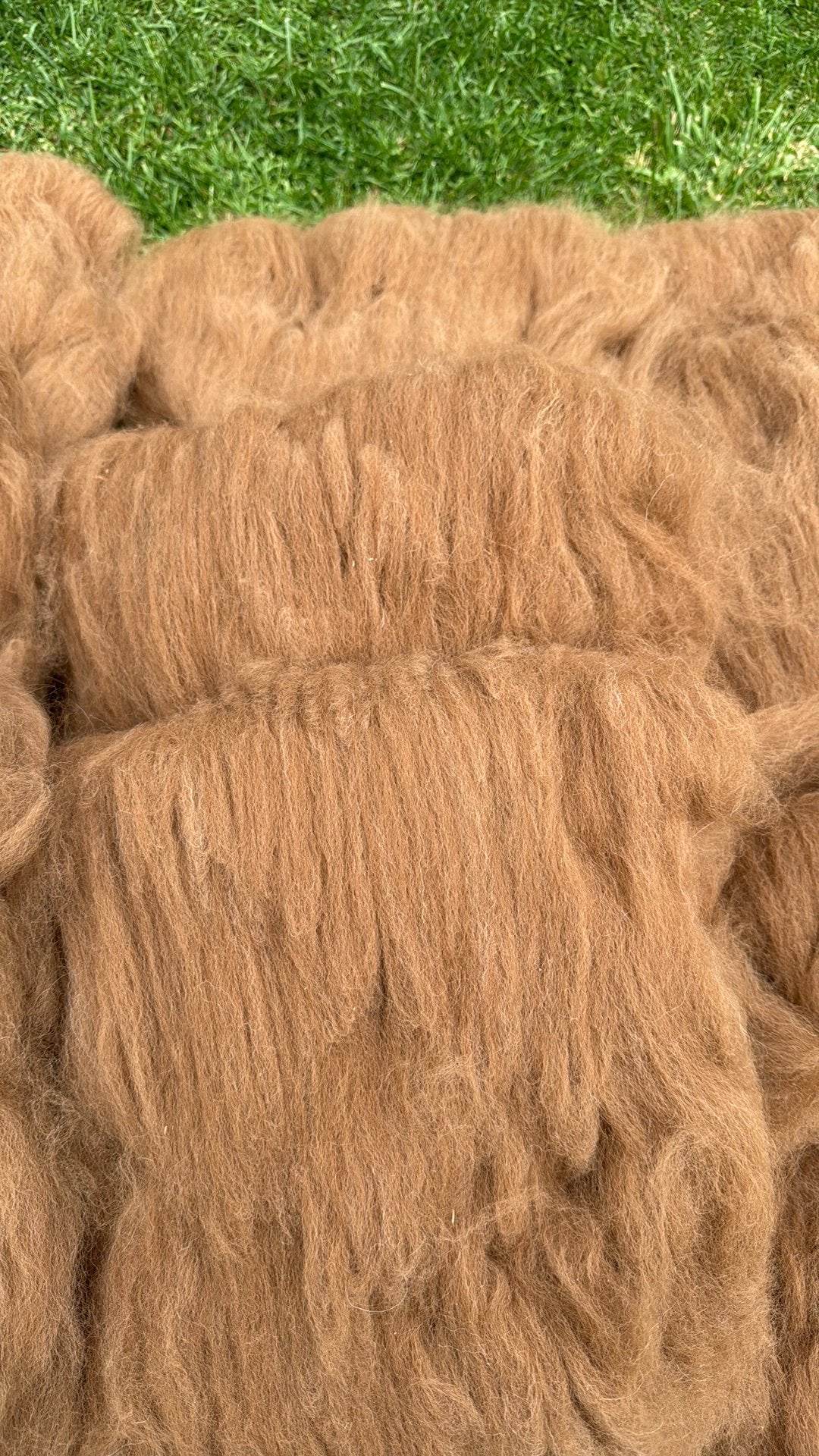 Alpaca wol lichtbruin dubbel gekaard voor spinnen of vilten, Ophalen of Verzenden, Nieuw, Spinwol