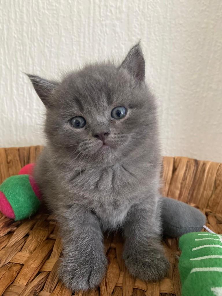 Britse Korthaar kittens | Lilac-grijs-tabby | Speels en lief, Meerdere dieren, Ontwormd, 0 tot 2 jaar