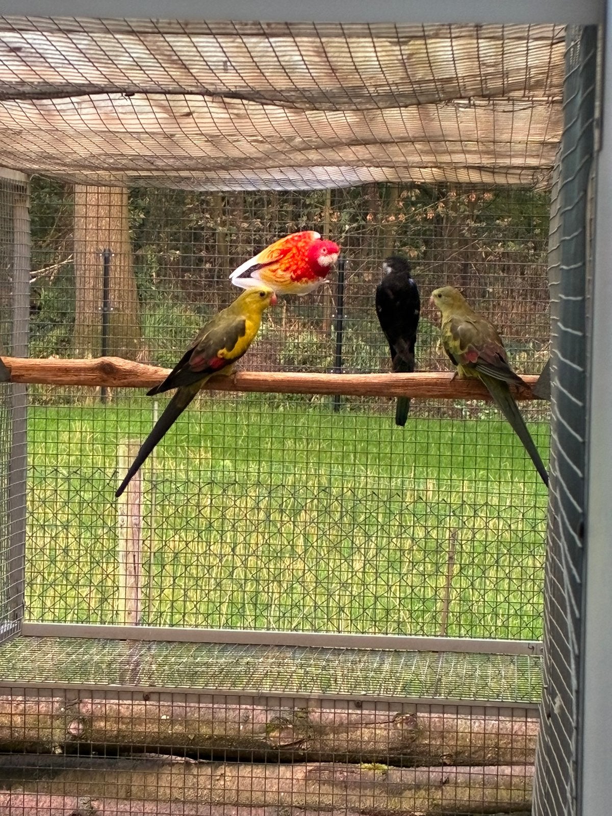 Koppel rosellas zwarte pop x rubino man., Meerdere dieren, Parkiet, Geringd
