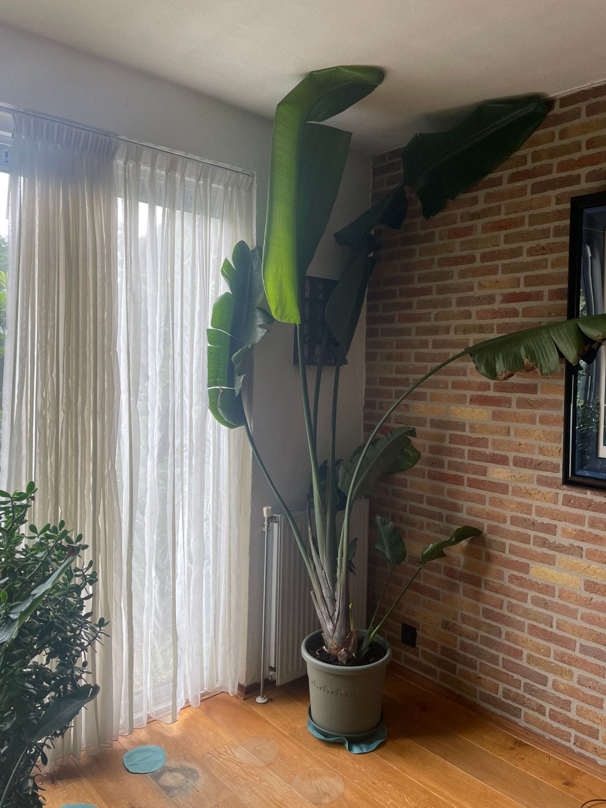 Grote Strelitzia Nicolai - Paradijsvogelplant, Huis en Inrichting, Kamerplanten, Ophalen, 200 cm of meer, Overige soorten, In pot
