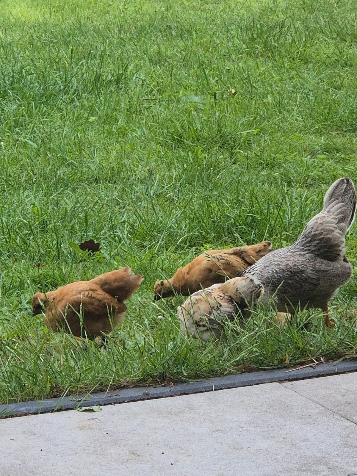 kuikens, Dieren en Toebehoren, Pluimvee, Kip