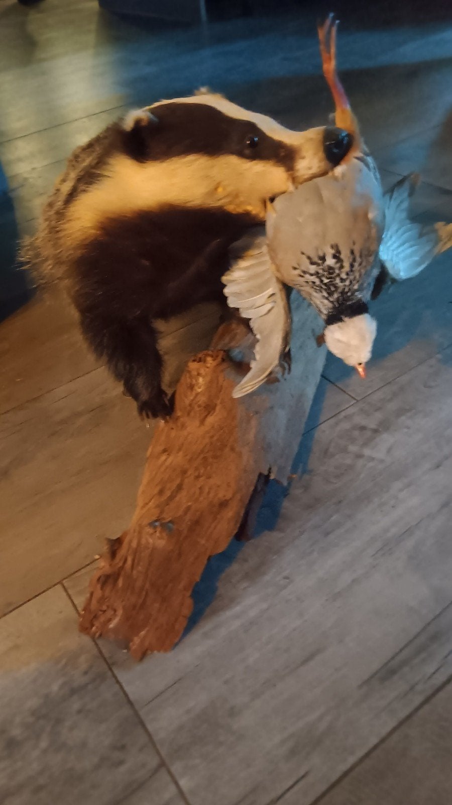 Opgezette Das met Patrijs - Uniek Stuk, Ophalen of Verzenden, Zo goed als nieuw, Wild dier, Opgezet dier