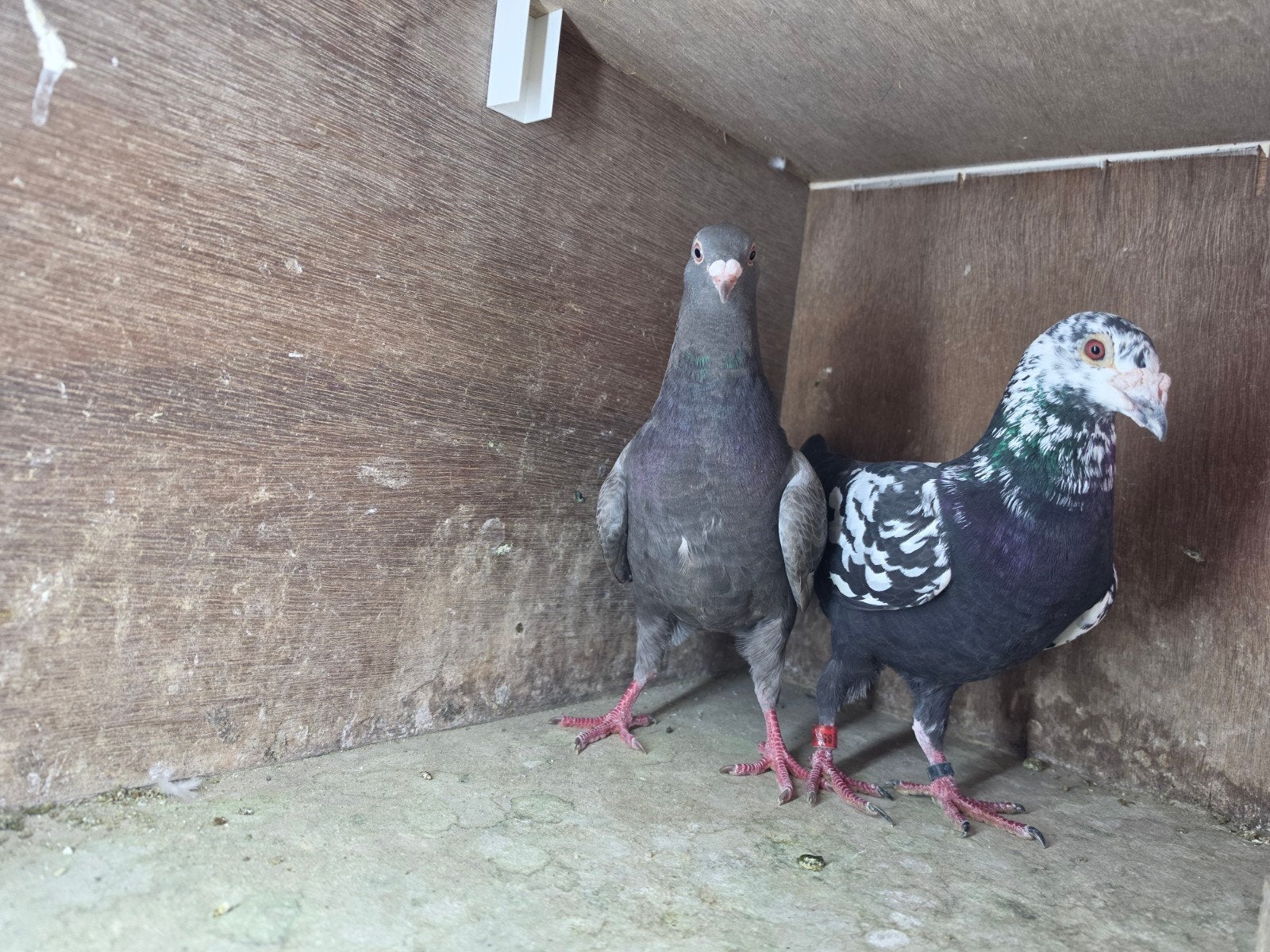 te koop duiven, Meerdere dieren, Overige soorten