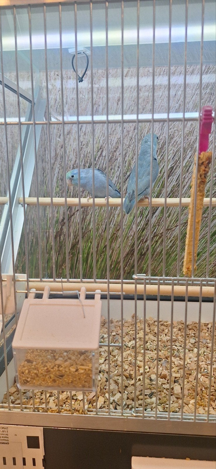 Prachtige blauwe forpussen, Dieren en Toebehoren, Vogels | Parkieten en Papegaaien, Meerdere dieren, Parkiet, Geringd
