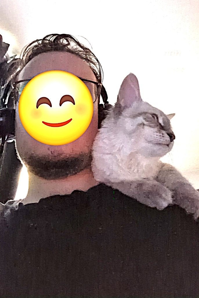 Ragdoll X Siberische Boskat poesje met blauwe ogen, Meerdere dieren