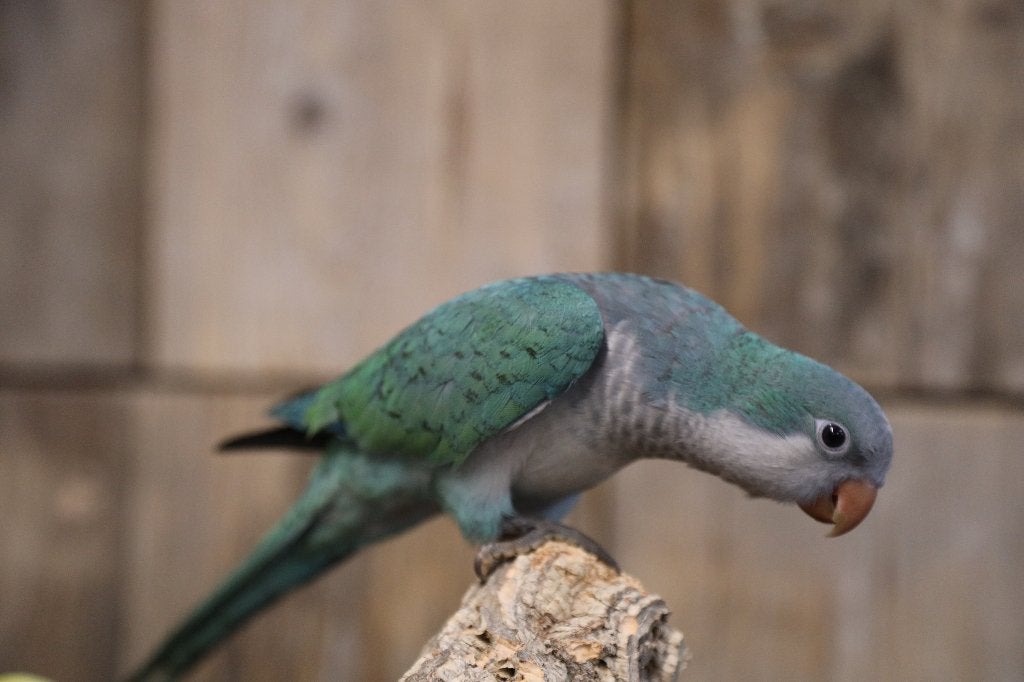 Jonge Baby Muisparkieten | Handtam | Div. Kleuren, Dieren en Toebehoren, Vogels | Parkieten en Papegaaien, Meerdere dieren, Parkiet