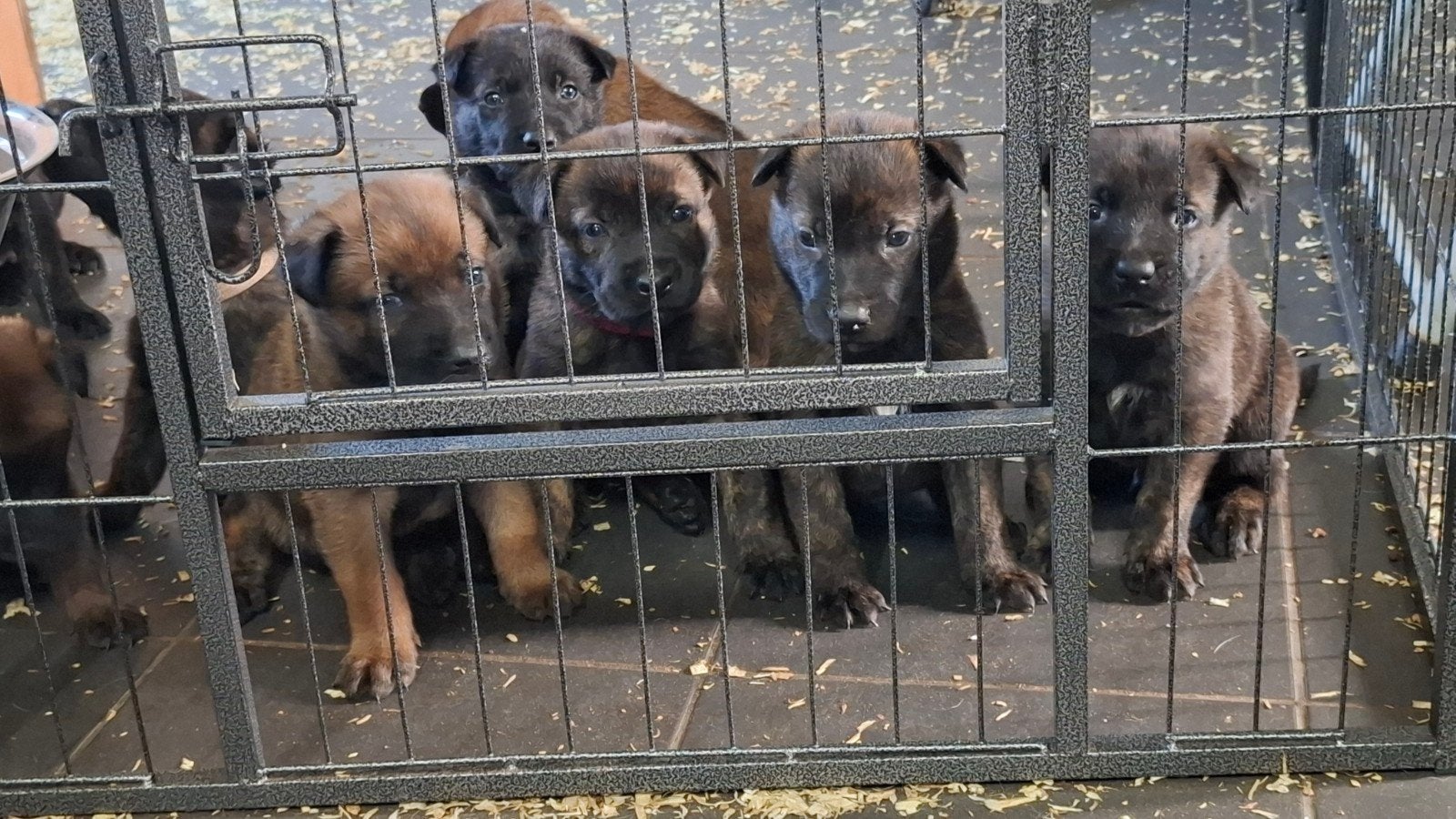 Mechelse x hollandse herder pups te koop, 8 tot 15 weken, Meerdere, Meerdere dieren, Herder