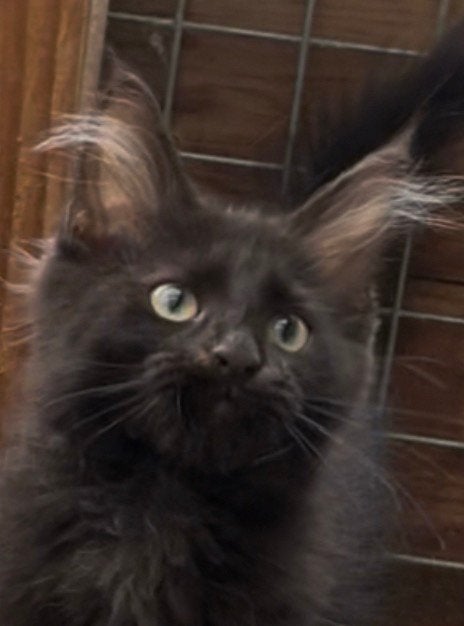 Maine Coon kittens - mogen verhuizen, Meerdere dieren, Gechipt