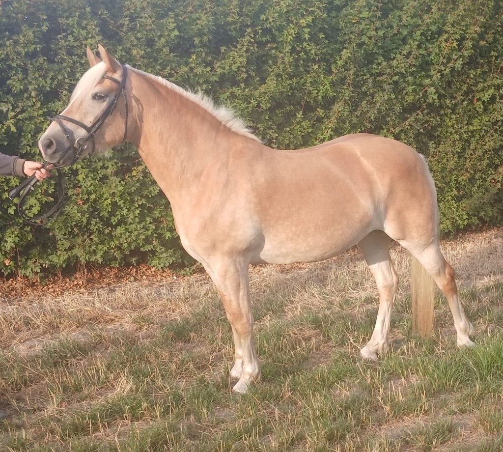 Haflinger, Merrie, Minder dan 160 cm, 3 tot 6 jaar, Recreatiepaard