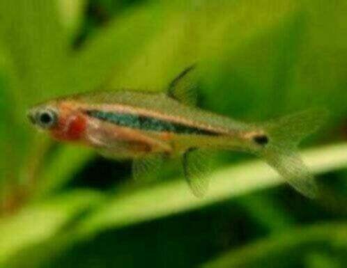 Boraras urophthalmoides - Koidream Valburg, Dieren en Toebehoren, Vissen | Aquariumvissen, Vis, Zoetwatervis