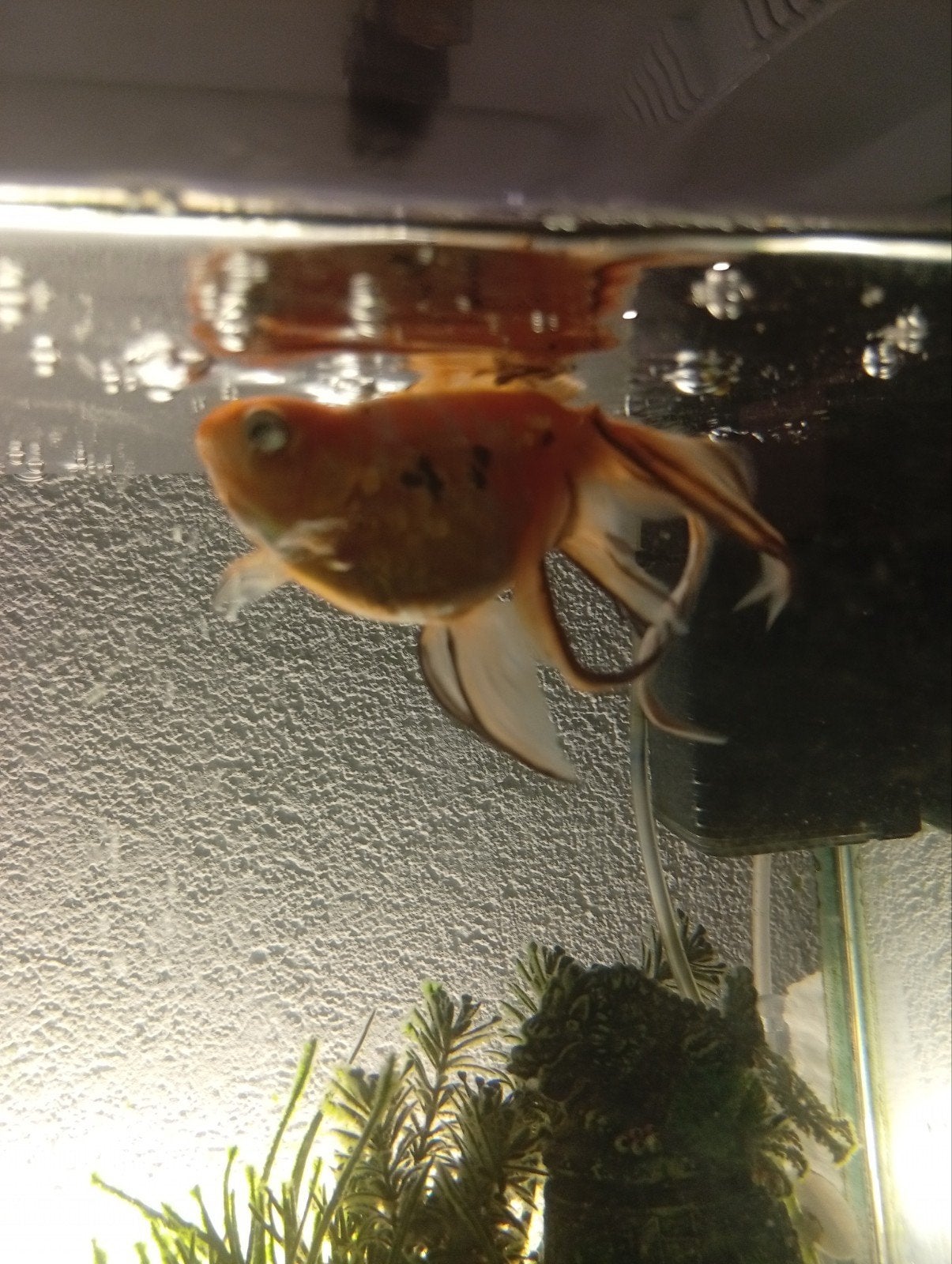 Vissen met toebehoren, Dieren en Toebehoren, Ophalen, Gevuld zoetwateraquarium