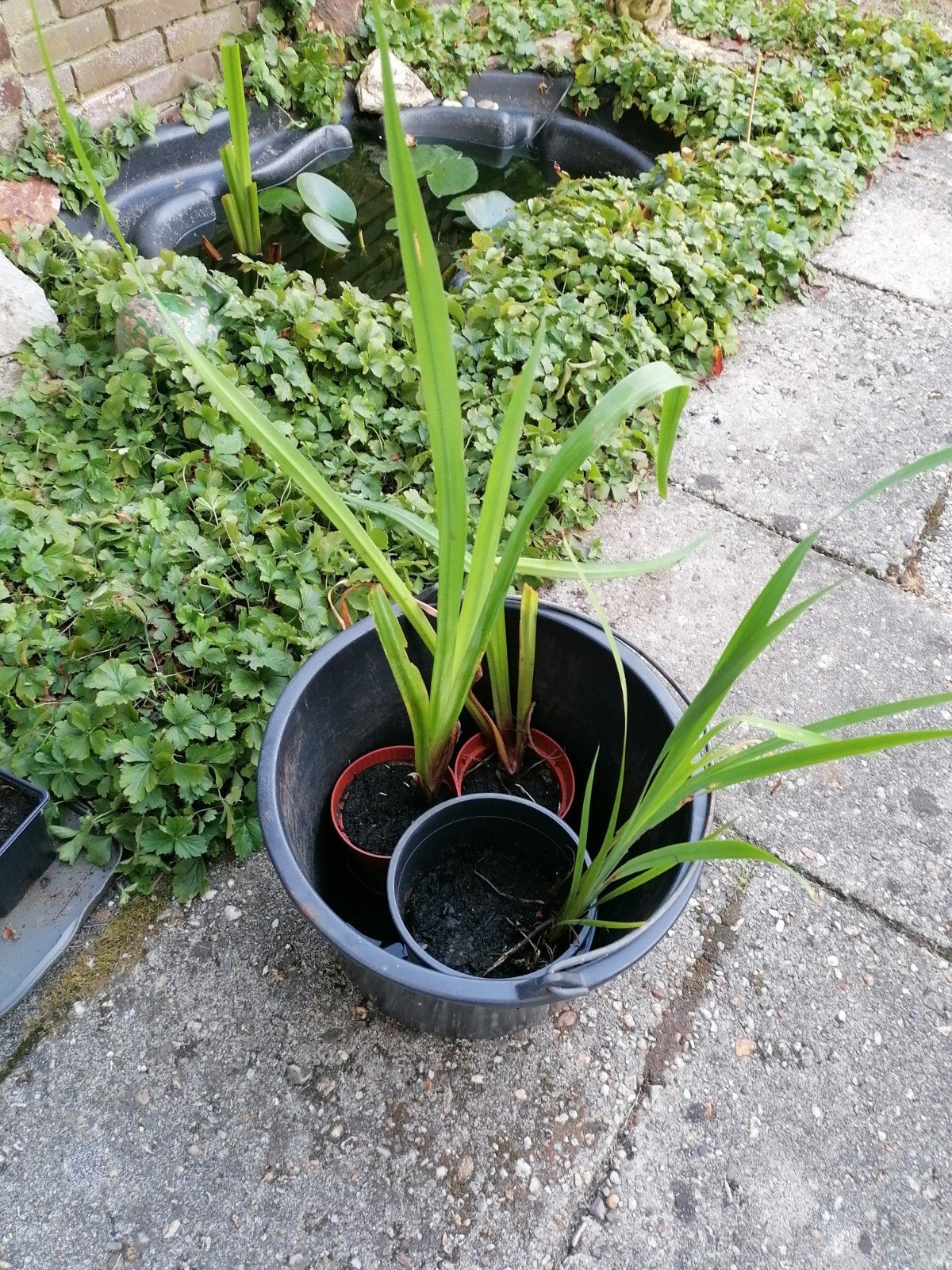 3x gele lis planten - Nu goedkoop weg!, Tuin en Terras, Planten | Tuinplanten, Ophalen, Volle zon, Vaste plant, Zomer