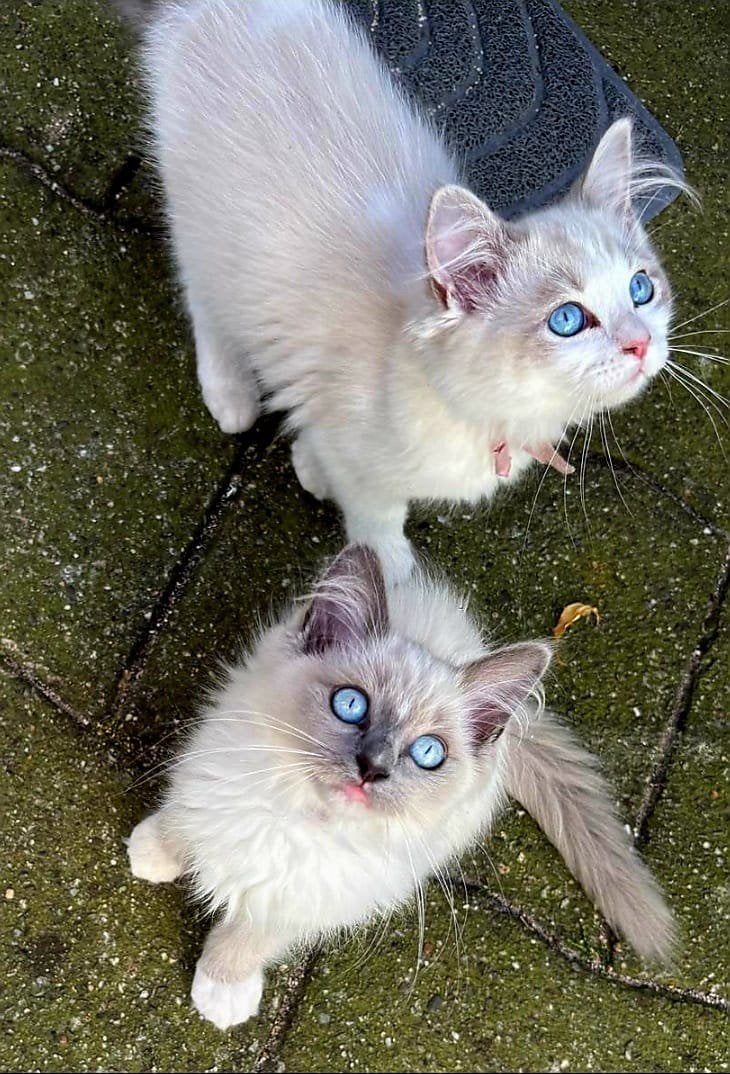 Prachtige ragdoll kittens te koop, Meerdere dieren, 0 tot 2 jaar