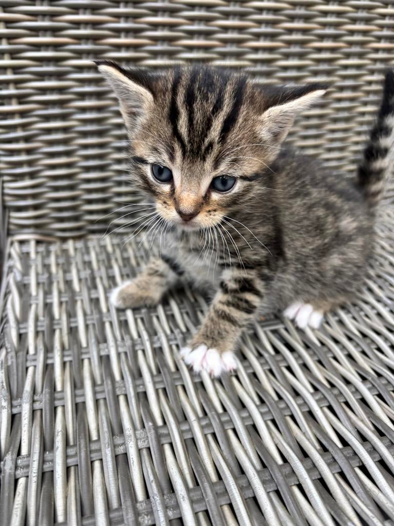 Kittens