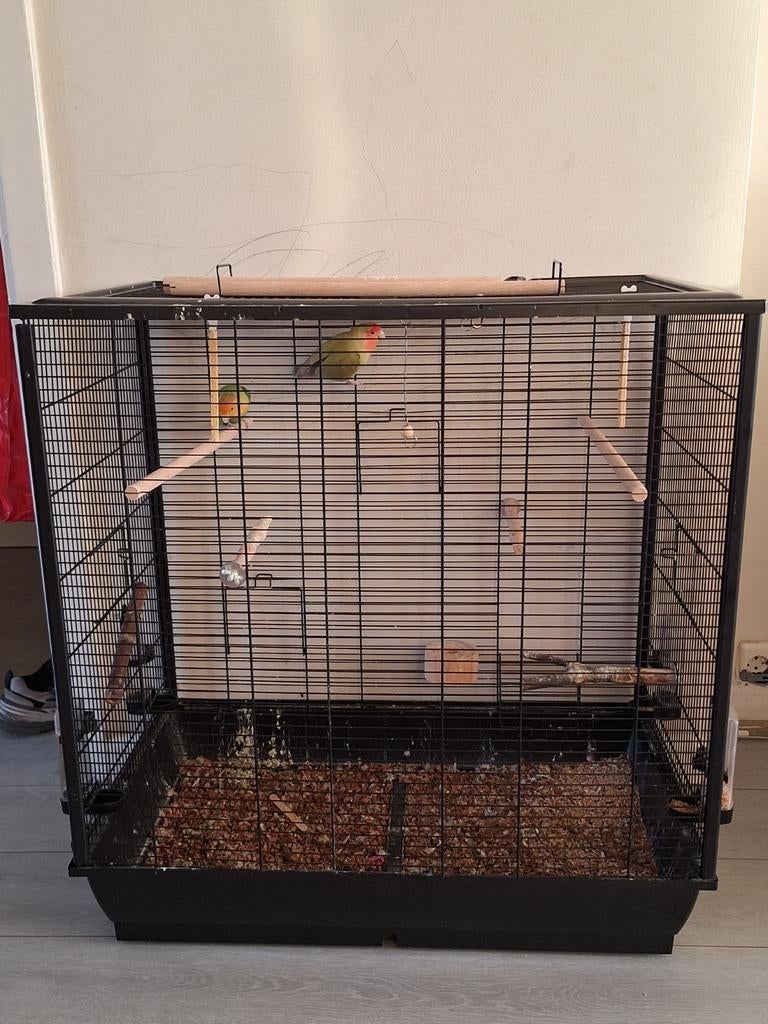 Vogelkooi met 2 agepornissen, Dieren en Toebehoren, Vogels | Hokken en Kooien, Ophalen, Metaal, Vogelkooi