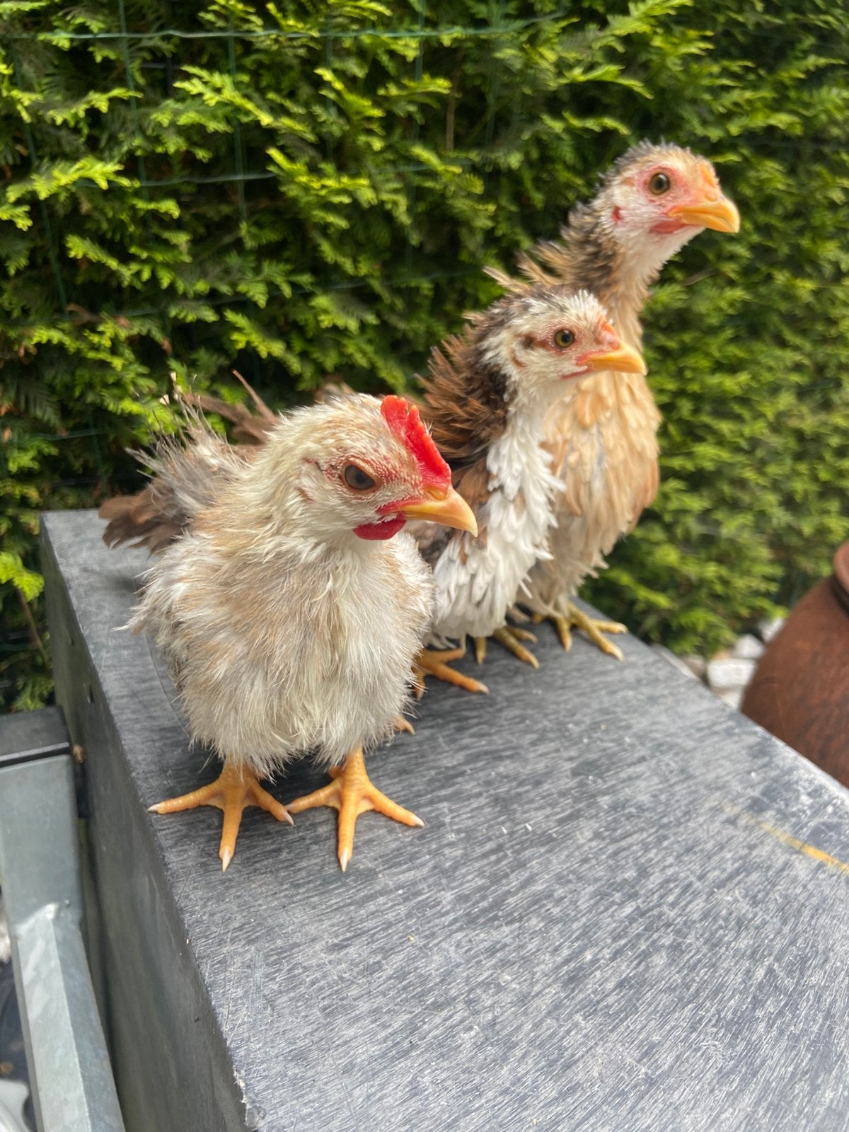 Ayam Serama trio zijdeveer en krulveer, Dieren en Toebehoren, Pluimvee, Meerdere dieren, Kip