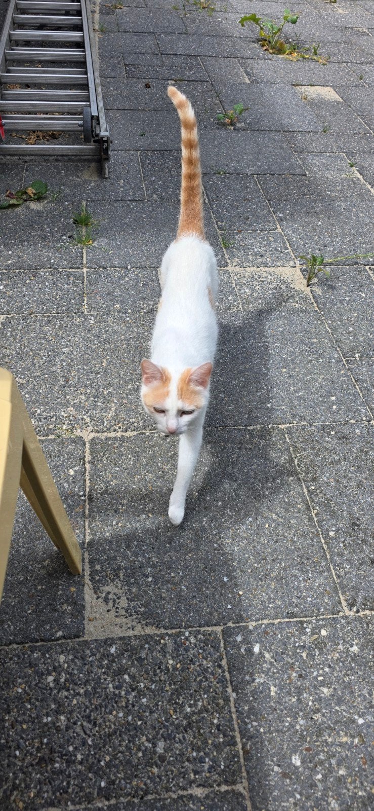 Moederpoes met kitten, Poes, Kortharig, 3 tot 5 jaar