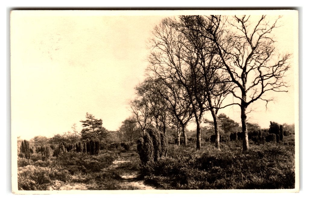 Hoenderloo, Nationale Park De Hoge Veluwe - Jeneverbessenbos, Ophalen of Verzenden, 1940 tot 1960, Gelopen, Gelderland