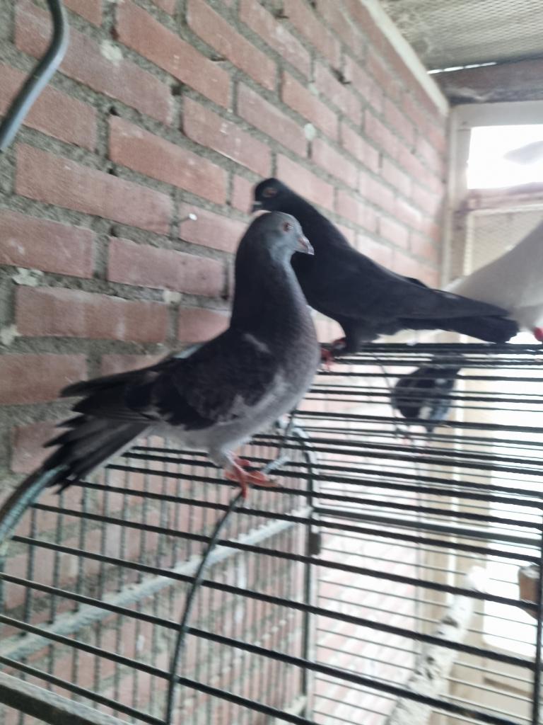 Leuk koppeltje duiven, Dieren en Toebehoren, Vogels | Duiven, Meerdere dieren, Overige soorten