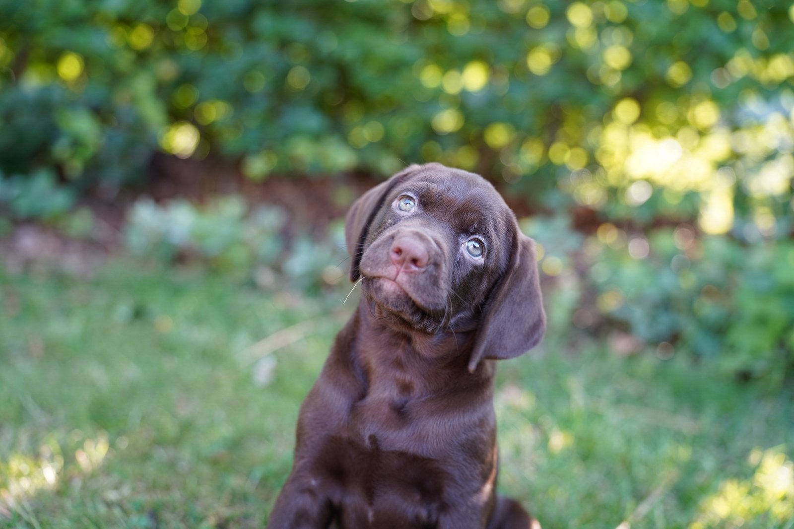 Labmaraner pups ( labrador x Weimaraner), Dieren en Toebehoren, Parvo, Nederland, 8 tot 15 weken, Meerdere