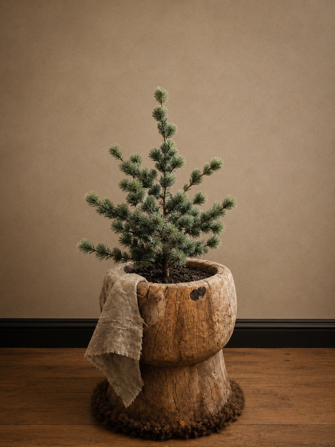 Larix boom S, Ophalen of Verzenden, Nieuw