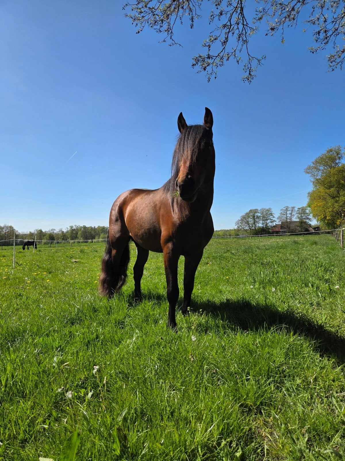 Opfokplek voor hengstveulen