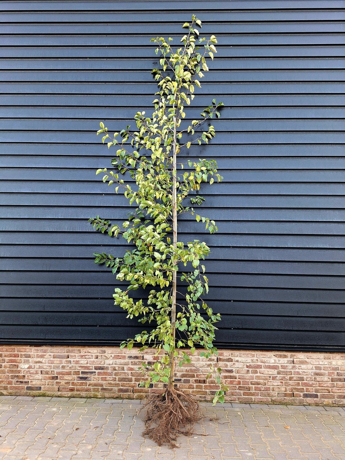 Alnus cordata 🌳 (Hartbladige Els) 🌳, Tuin en Terras, Ophalen