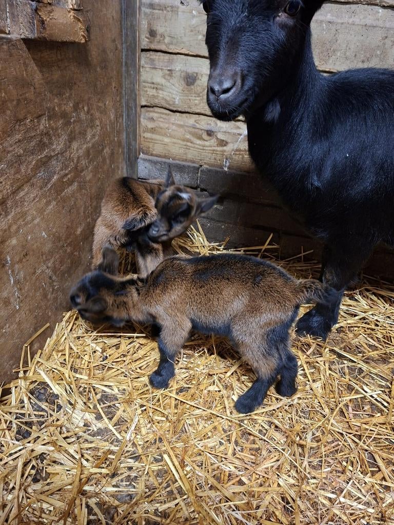 Prachtige dwerggeitjes!, Dieren en Toebehoren, Meerdere dieren, Geit