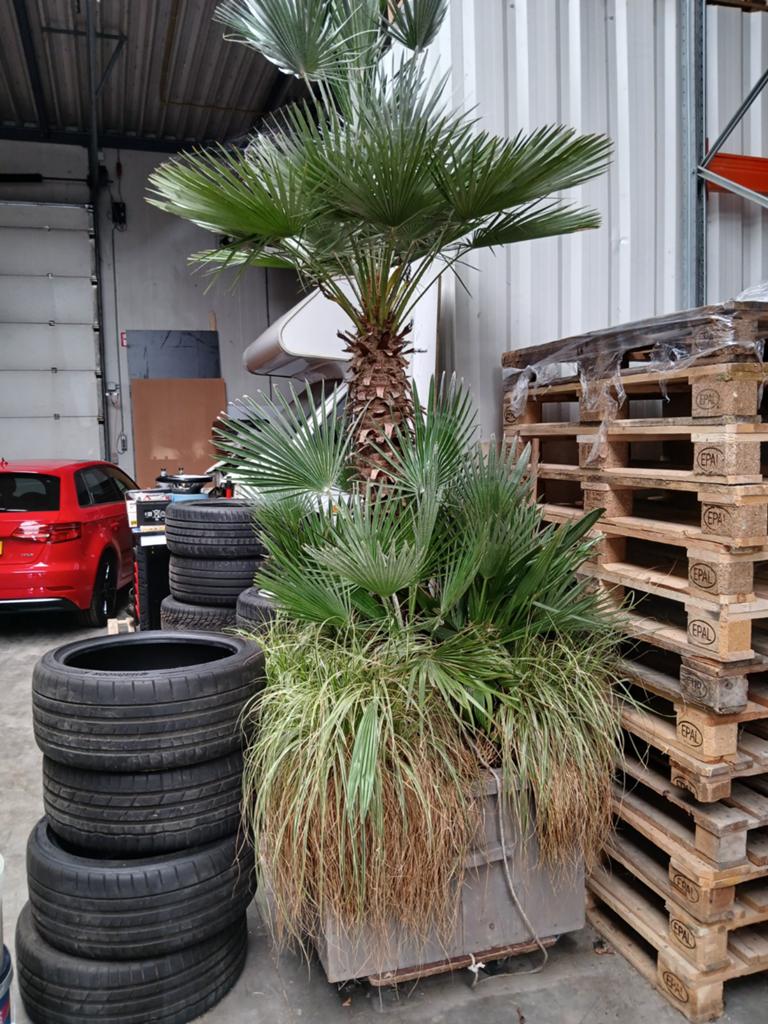Trachycarpus fortunei, Tuin en Terras, Ophalen of Verzenden, Overige soorten, Halfschaduw