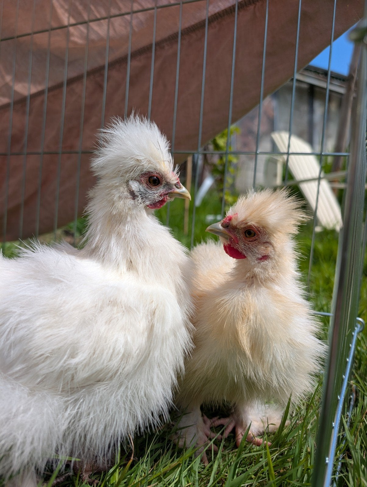 Zijderhoen kriel haantjes gratis af te halen, Dieren en Toebehoren, Ophalen