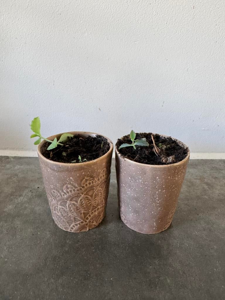 Stekjes in potjes; mother of thousands in nieuwe potjes, Ophalen, Halfschaduw, Minder dan 100 cm