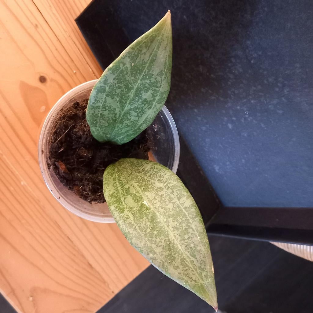Hoya wibergiae stek nr 59, Ophalen of Verzenden, Halfschaduw, Minder dan 100 cm