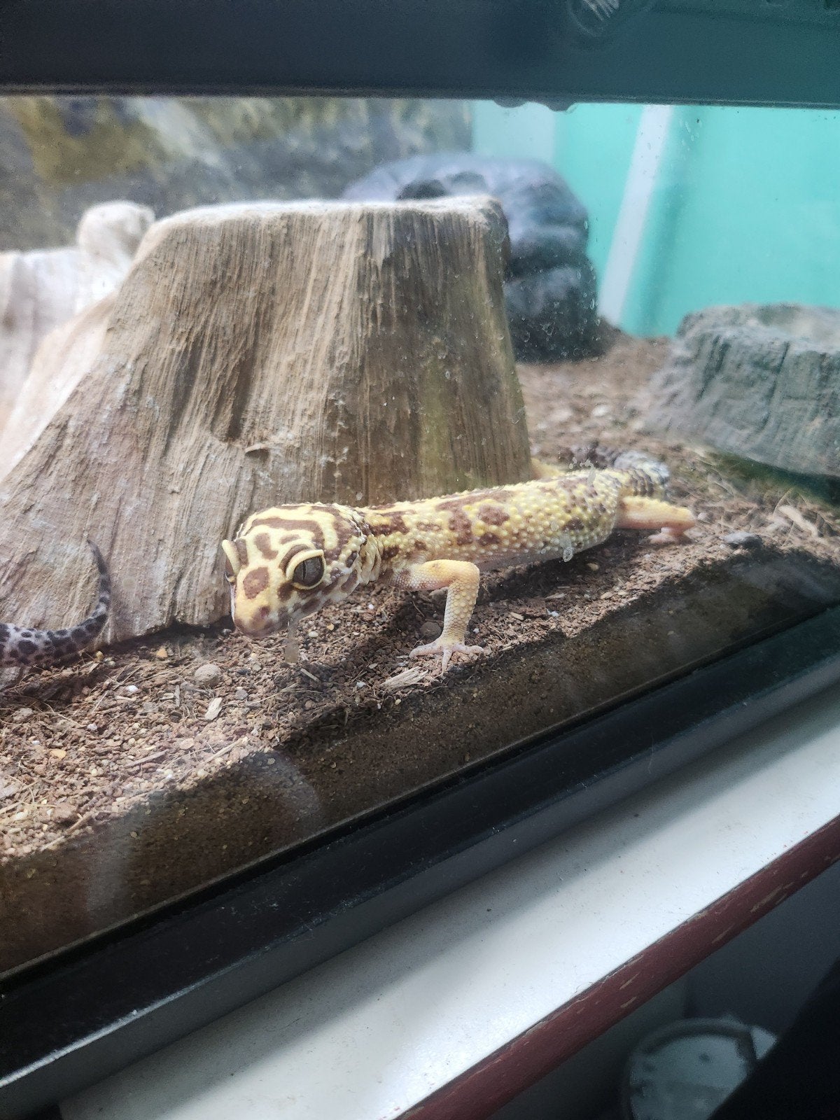 luipaard Gekko Leopard Gecko photo 9