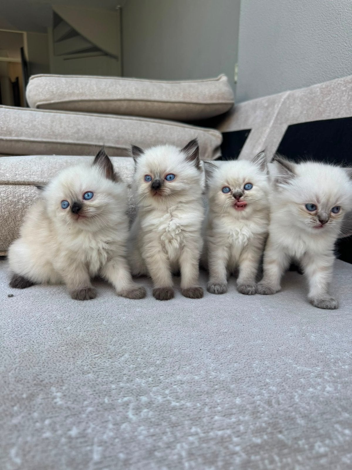 Ragdoll kittens lynx blue point, Meerdere dieren, Ontwormd, 0 tot 2 jaar