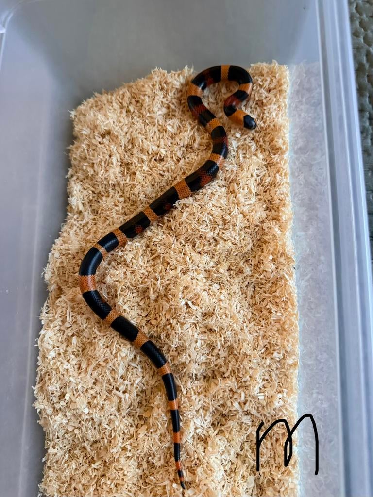 Lampropeltis campbelli  “ apricot “ 1.0 Kingsnake - male for sale from Anthonia