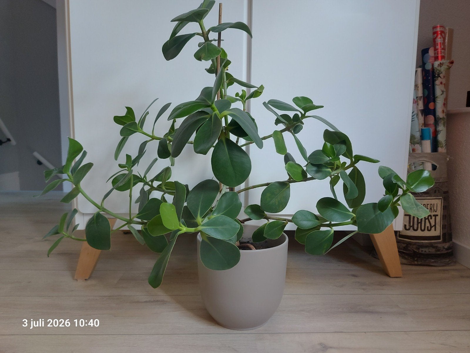 Te koop clusia rosea kamerplant., Ophalen, Halfschaduw, Minder dan 100 cm