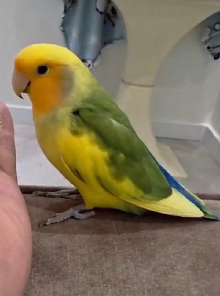 Dwergpapegaaien met kooi, Geslacht onbekend, Dwergpapegaai of Agapornis