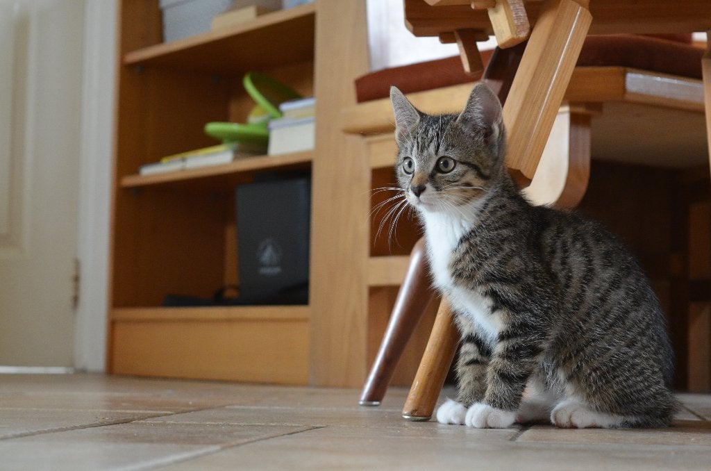 Kitten, Dieren en Toebehoren, Katten en Kittens | Overige Katten, Kortharig, Kater, 0 tot 2 jaar