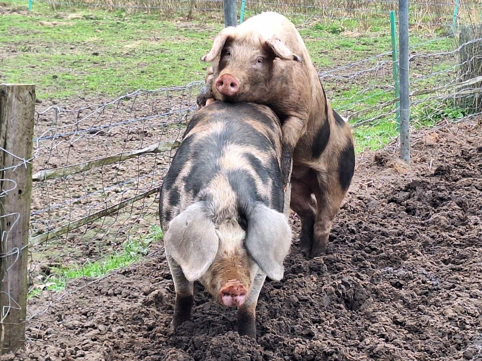 Aangeboden voor verkoop 1,5 jarige Bentheimer Dekbeer., Dieren en Toebehoren, Mannelijk, Varken