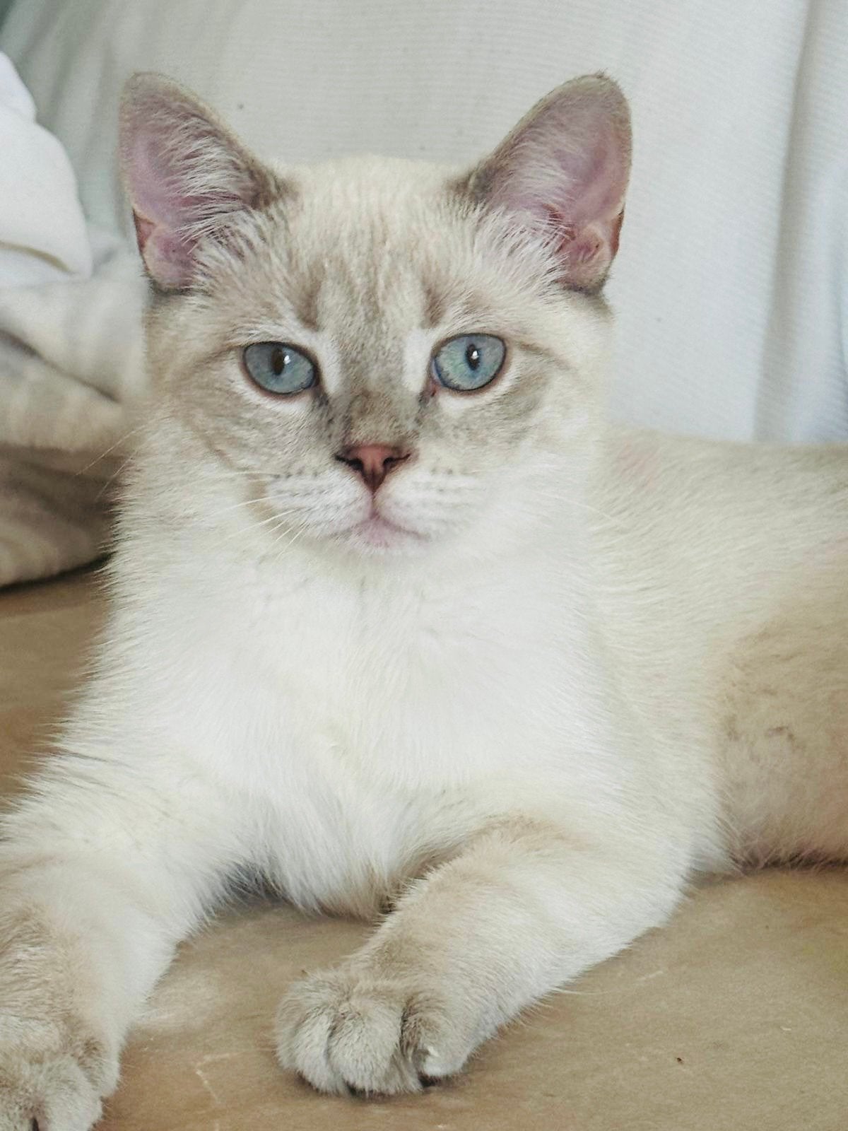 Prachtige Britse Korthaar Colourpoint Poes (5 maanden), Dieren en Toebehoren, Katten en Kittens | Overige Katten, Poes