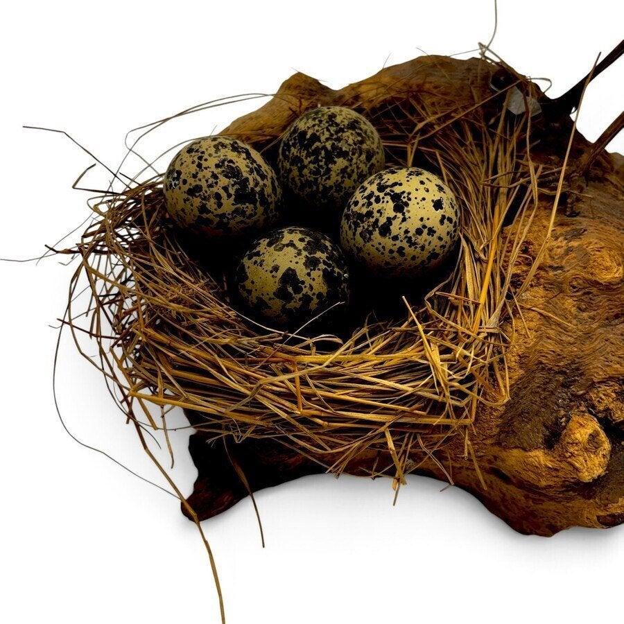 Opgezette kievit, Verzamelen, Ophalen of Verzenden, Gebruikt, Vogel, Opgezet dier