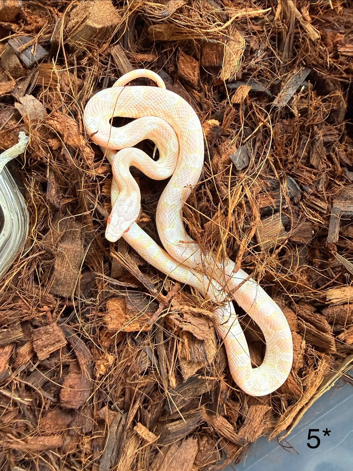 8x Rattenslangen Snow (Pantherophis guttatus) Corn Snake photo 5